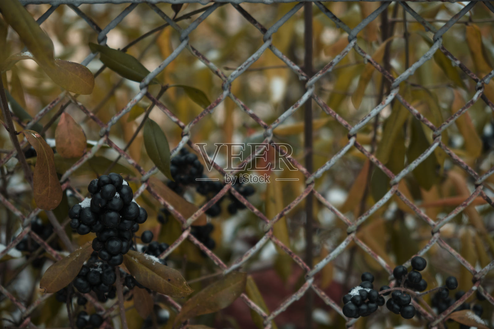 冬季雪下的黑浆果自然背景照片摄影图片