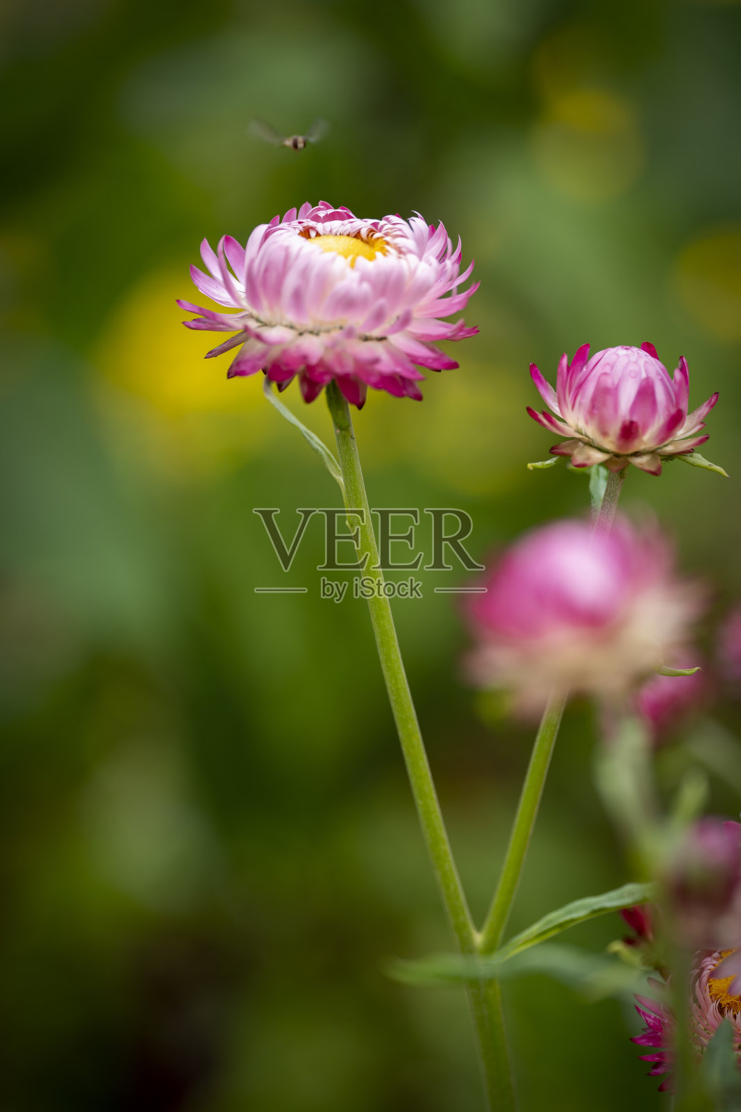 粉红色和白色的阿斯特兰与传粉机照片摄影图片