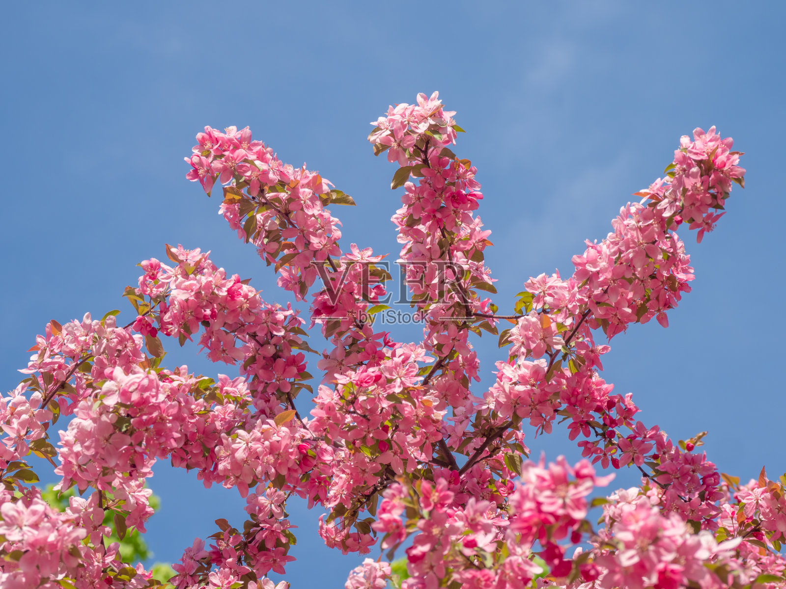 春天开满粉色花朵的树照片摄影图片