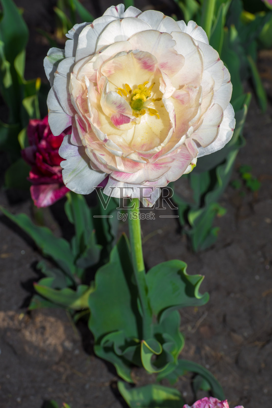 春天郁金香节上的彩色郁金香照片摄影图片