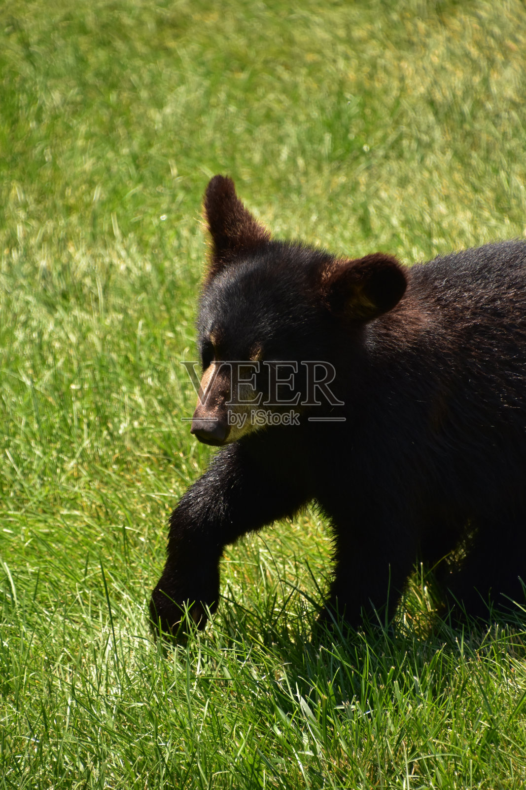 看着一只珍贵的黑熊幼崽的脸照片摄影图片