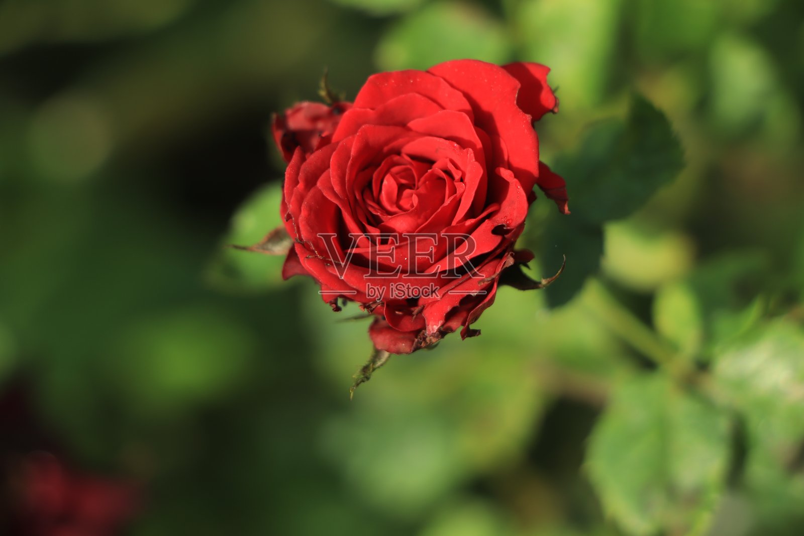 红玫瑰和雨滴，优雅的形状和闪亮的雨滴照片摄影图片