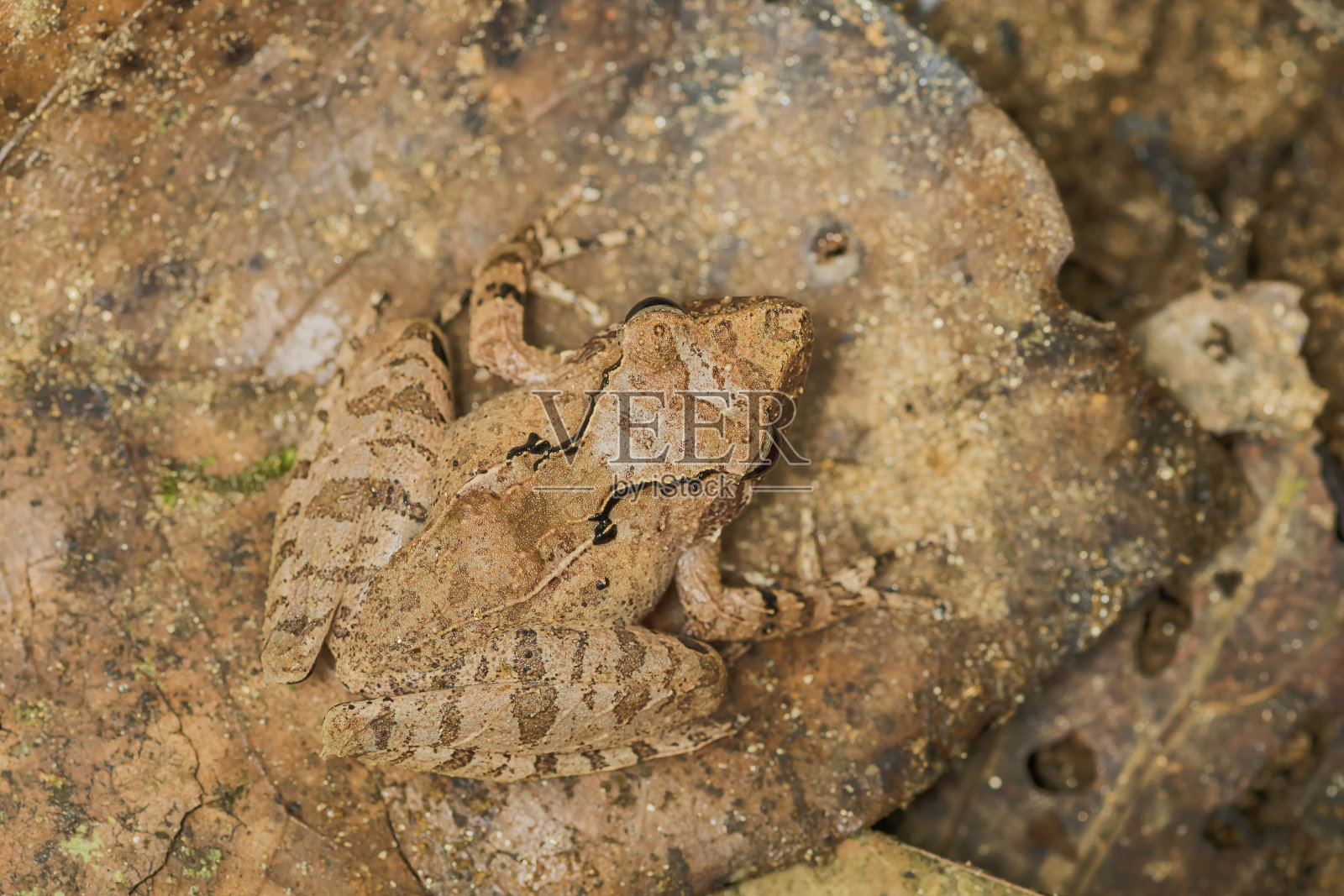 马达加斯加青蛙照片摄影图片