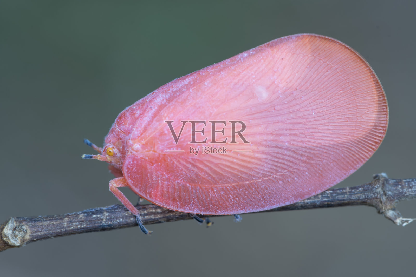 来自马达加斯加的昆虫照片摄影图片