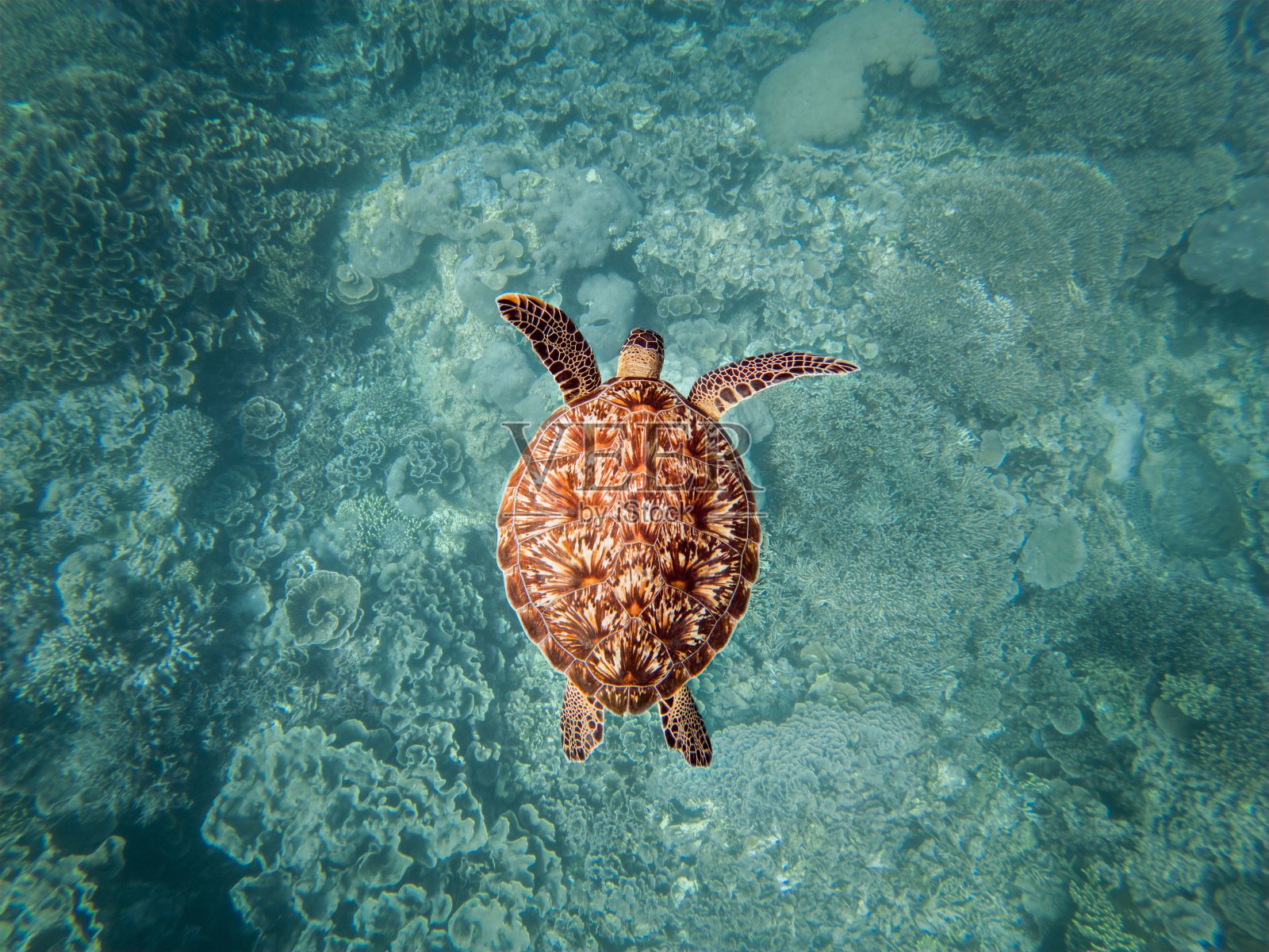 玳瑁海龟的漂亮照片照片摄影图片