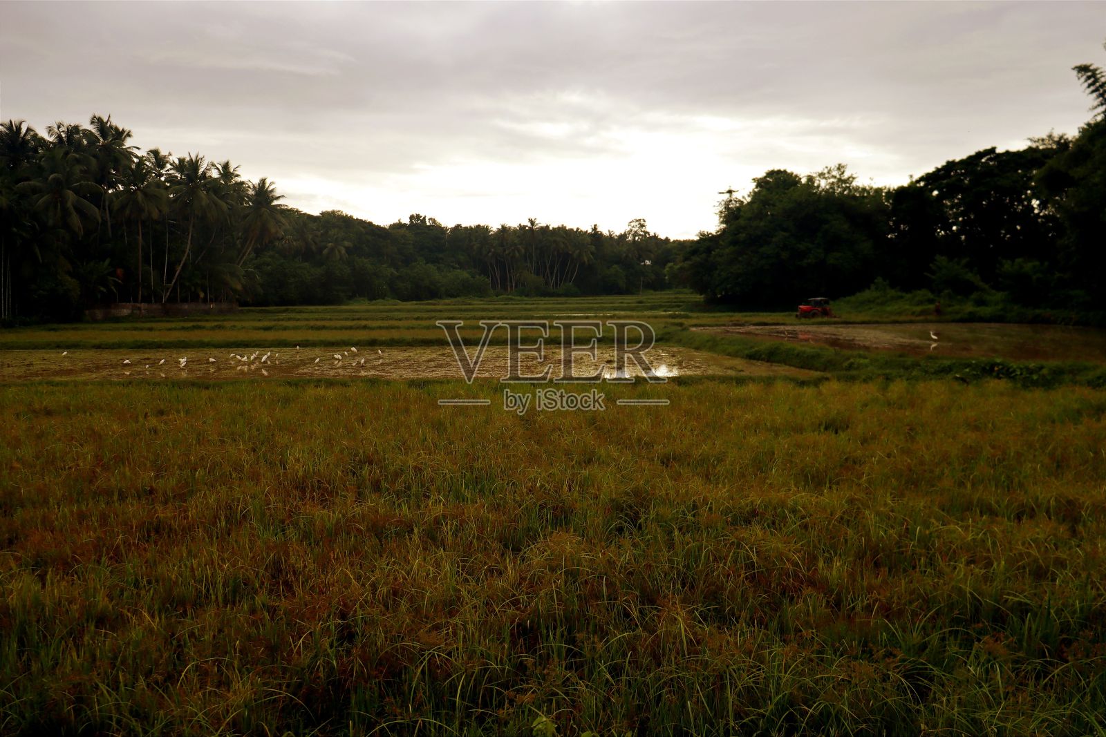 阴天时的沼泽和草地照片摄影图片