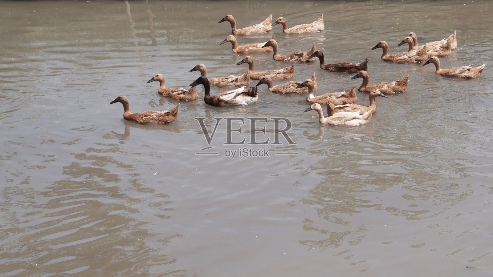 一群棕色的鸭子和鹅在一条浅河里的高角度拍摄照片摄影图片