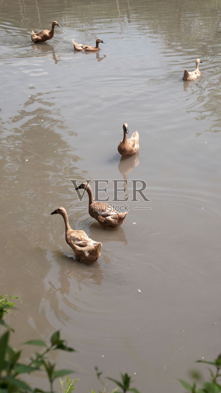 一群棕色的鸭子和鹅在一条浅河里的垂直镜头照片摄影图片