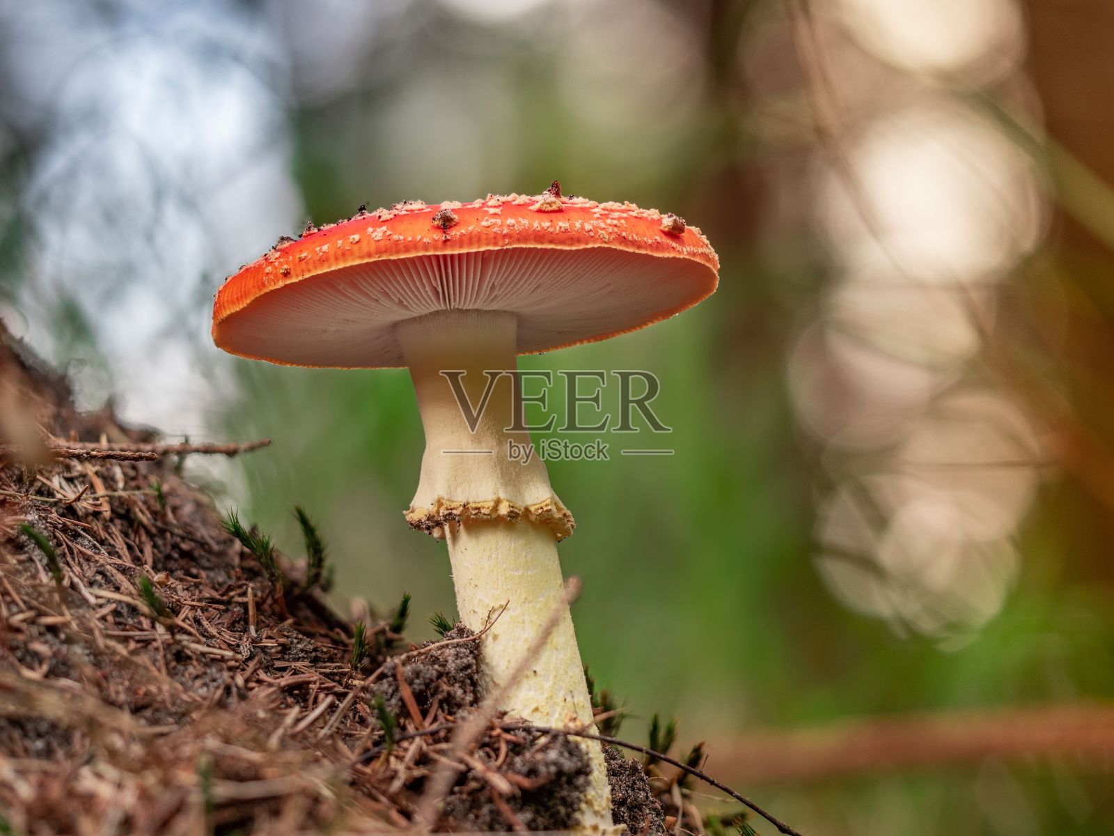 森林里完美的飞木耳露出它的鳃照片摄影图片