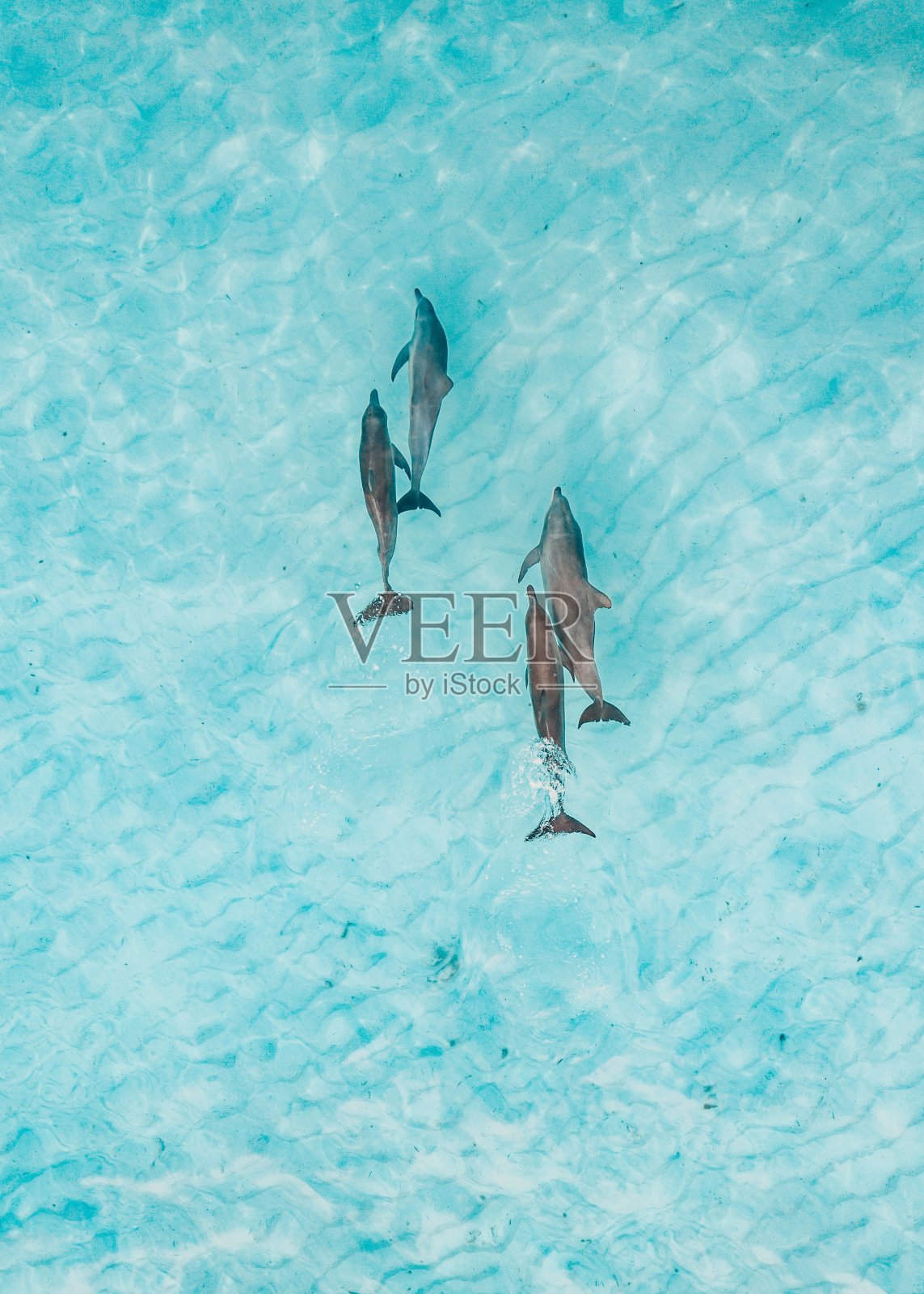 海豚在清澈的蓝色水中的垂直镜头照片摄影图片