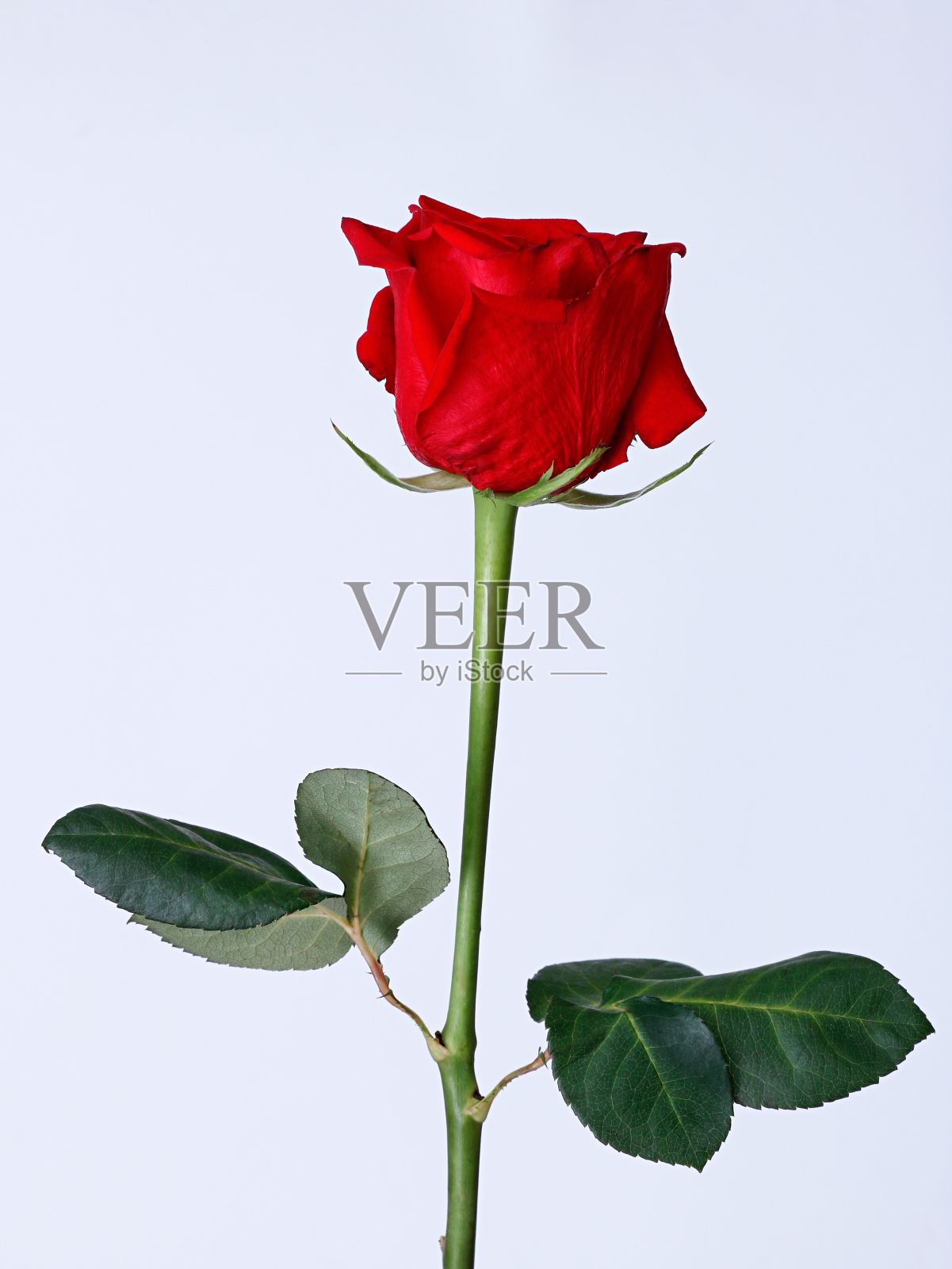 一个美丽的红玫瑰孤立在白色背景的垂直镜头照片摄影图片