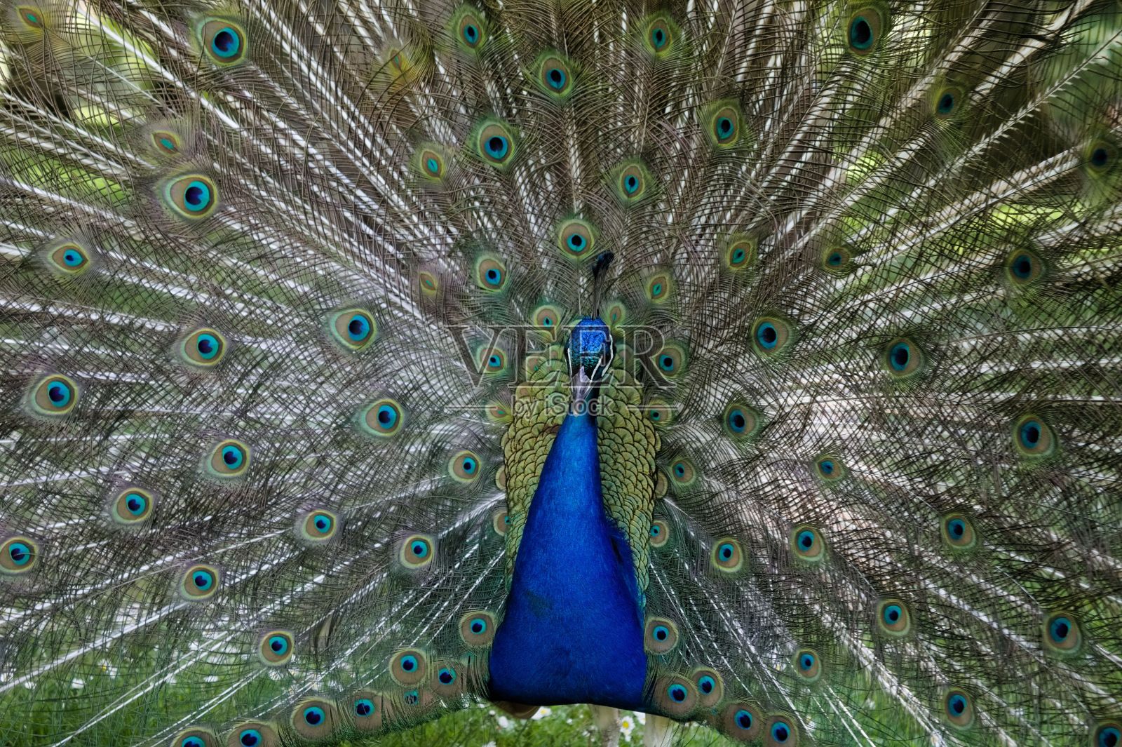 美丽的雄孔雀，开尾照片摄影图片