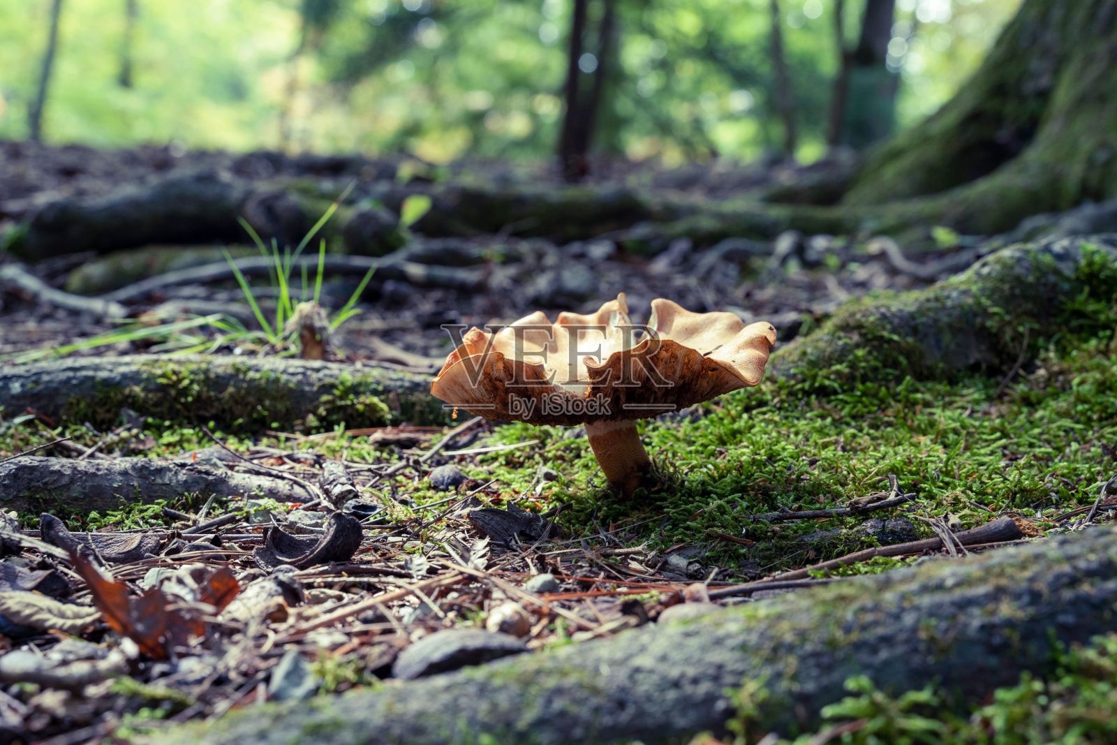 蘑菇生长在绿色苔藓上，背景为散景照片摄影图片