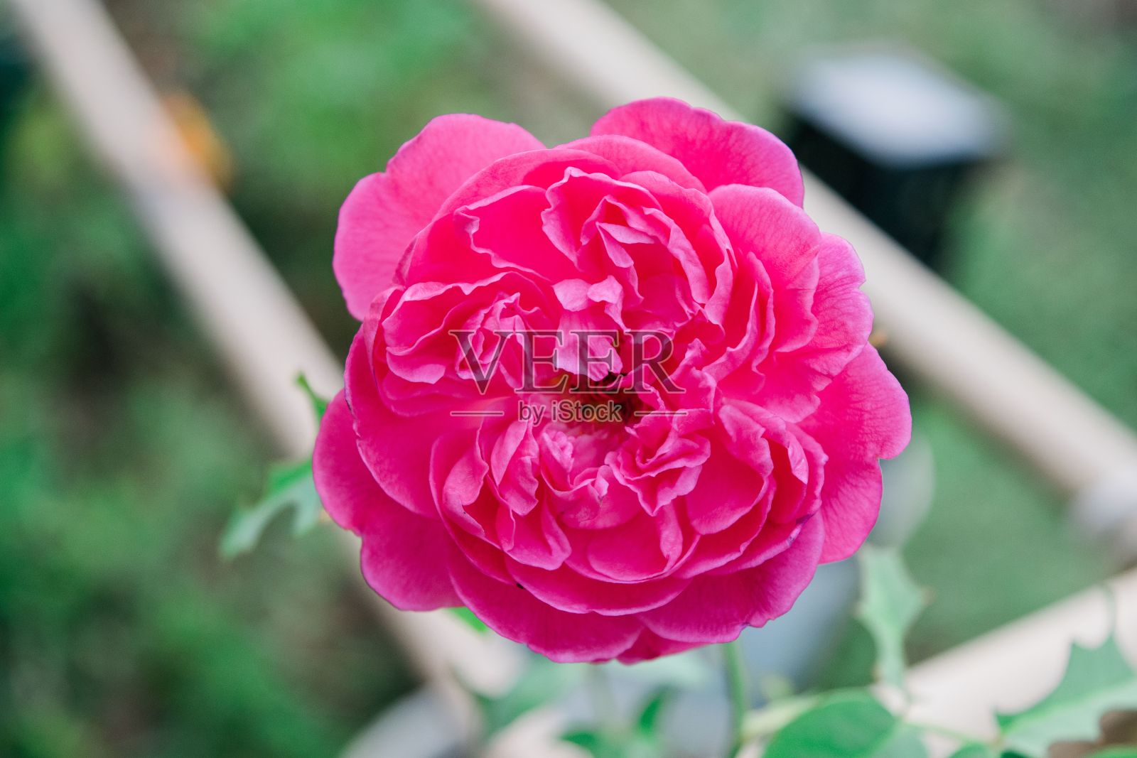 特写的花朵Gertrude Jekyll花与模糊的背景照片摄影图片