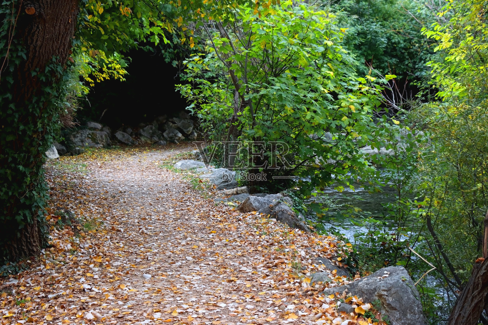 秋天的落叶照片摄影图片