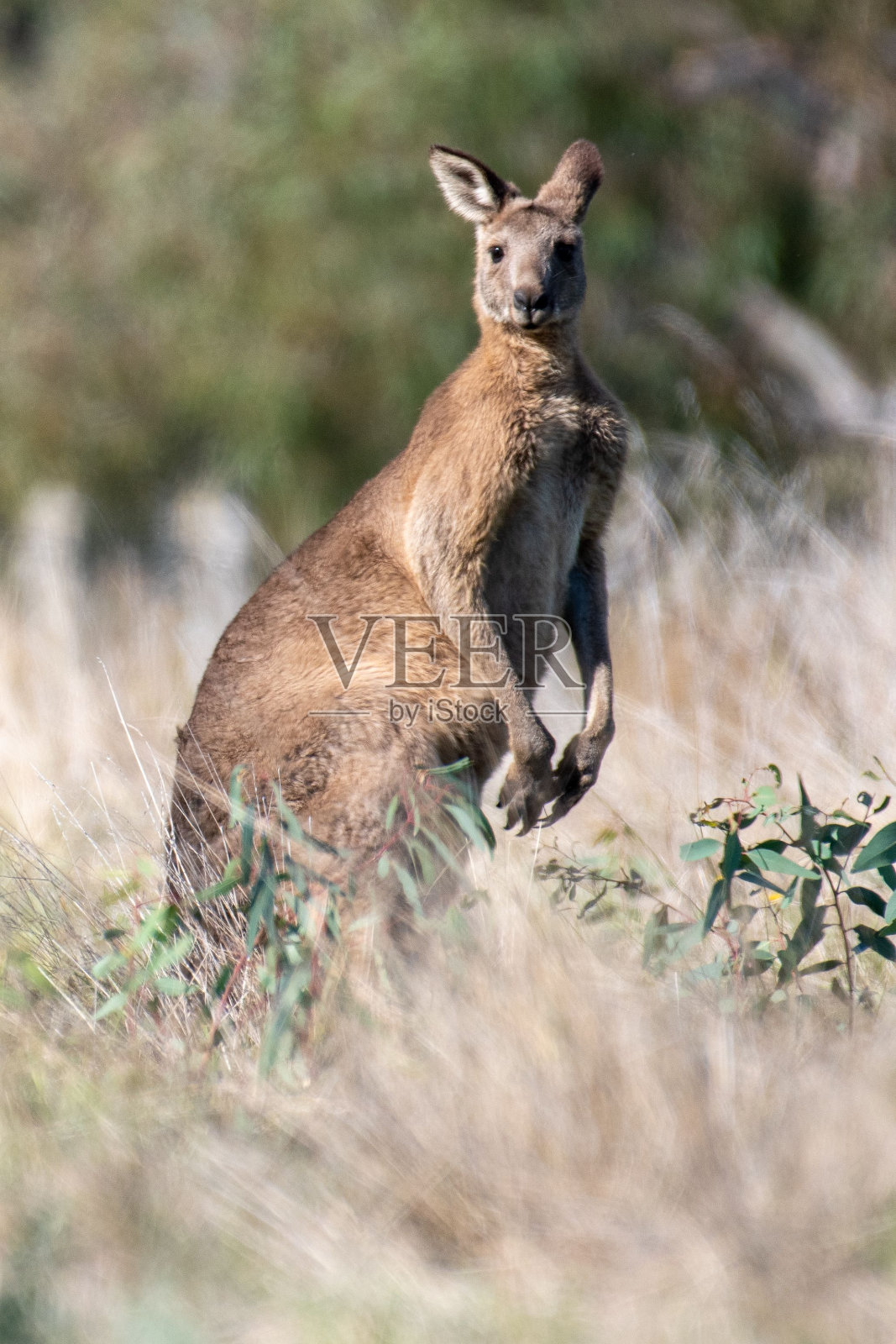 一只美丽的袋鼠在乡村田野上的垂直镜头照片摄影图片
