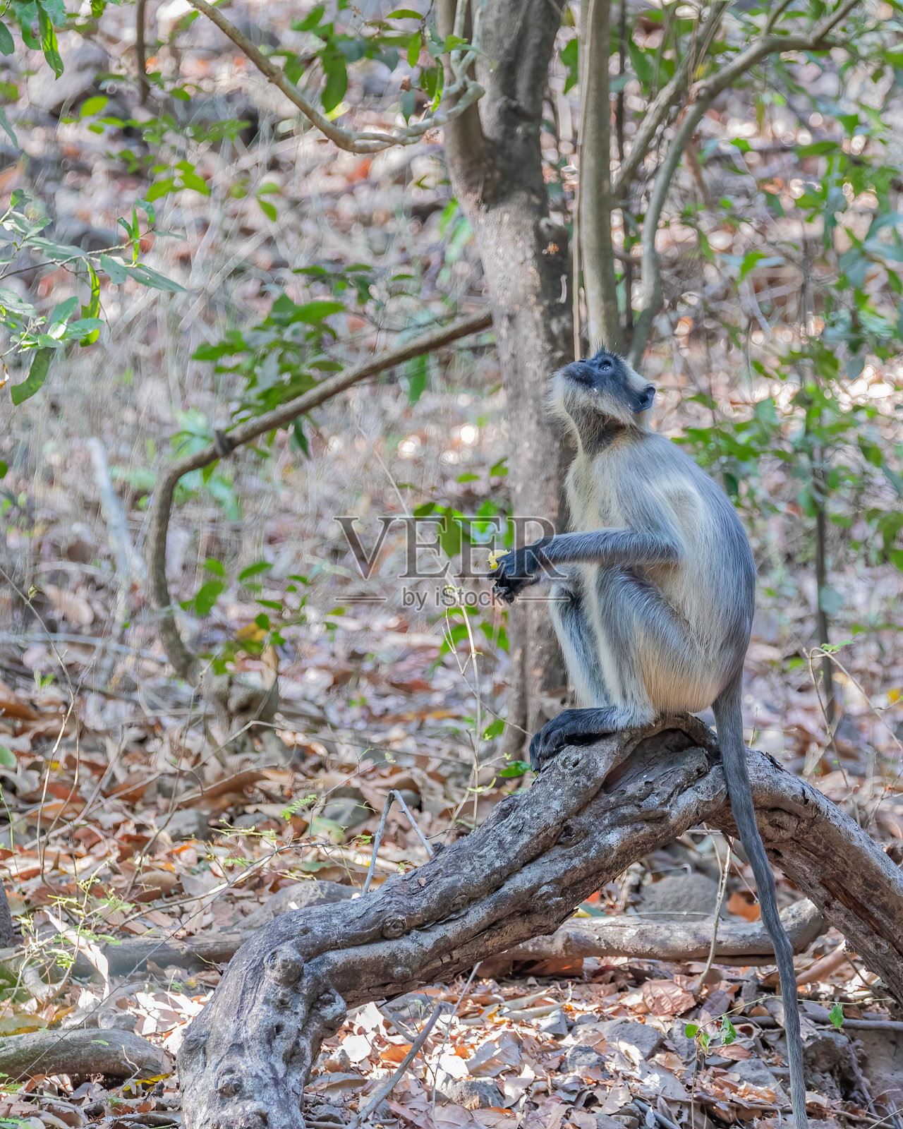 垂直拍摄的叶猴坐在地上的树枝上向上看照片摄影图片