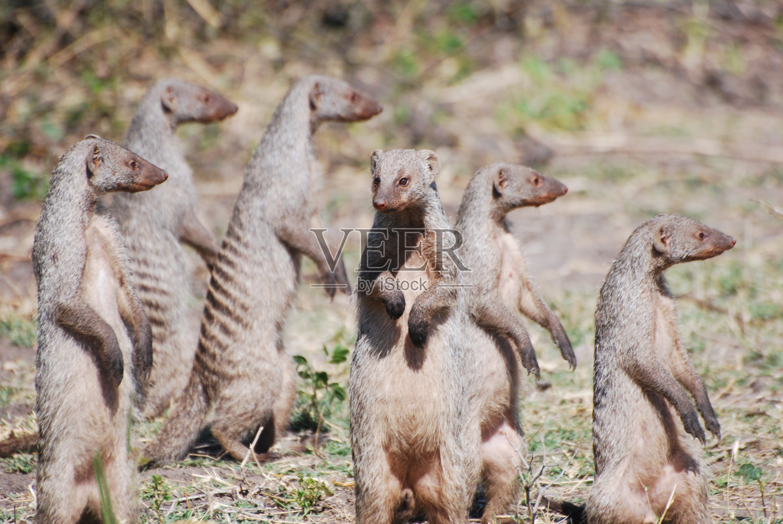 大自然的集合照片摄影图片