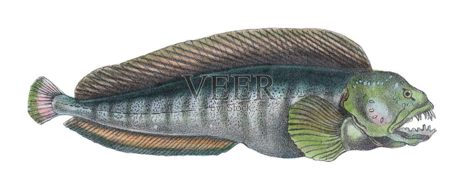 大西洋狼鱼，海狼，大西洋鲶鱼，海洋鲶鱼，魔鬼鱼或狼鳗(Anarhichas lupus) -老式彩色插图孤立在白色背景插画图片素材