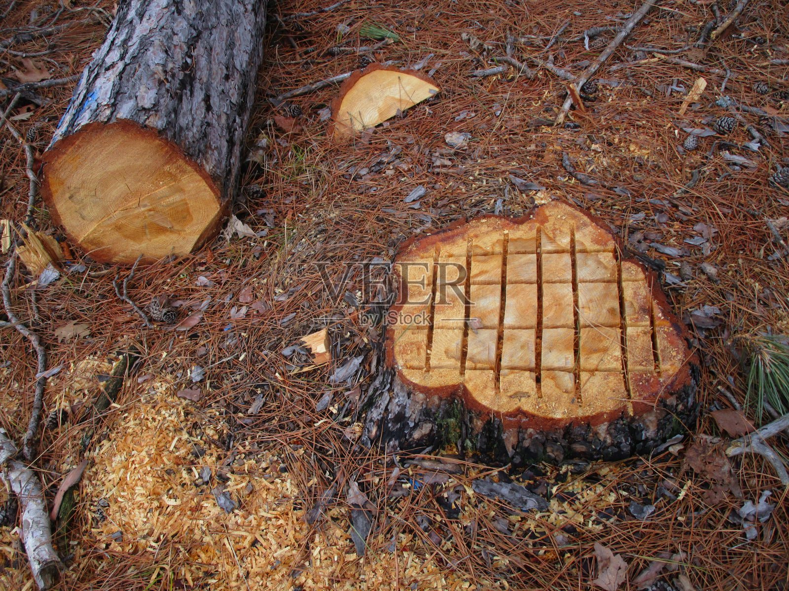 树桩上有链锯图案的红松照片摄影图片