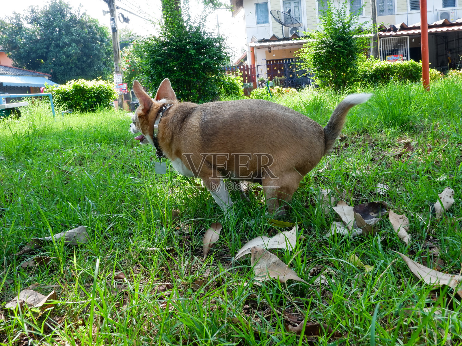 狗是排便排泄姿势照片摄影图片