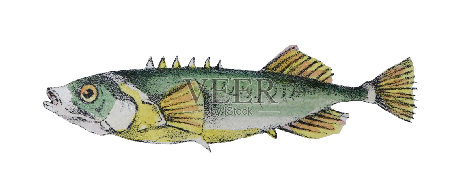 皮夹克鱼或皮革杰克(Oligoplites saurus) -老式彩色插图孤立在白色背景插画图片素材