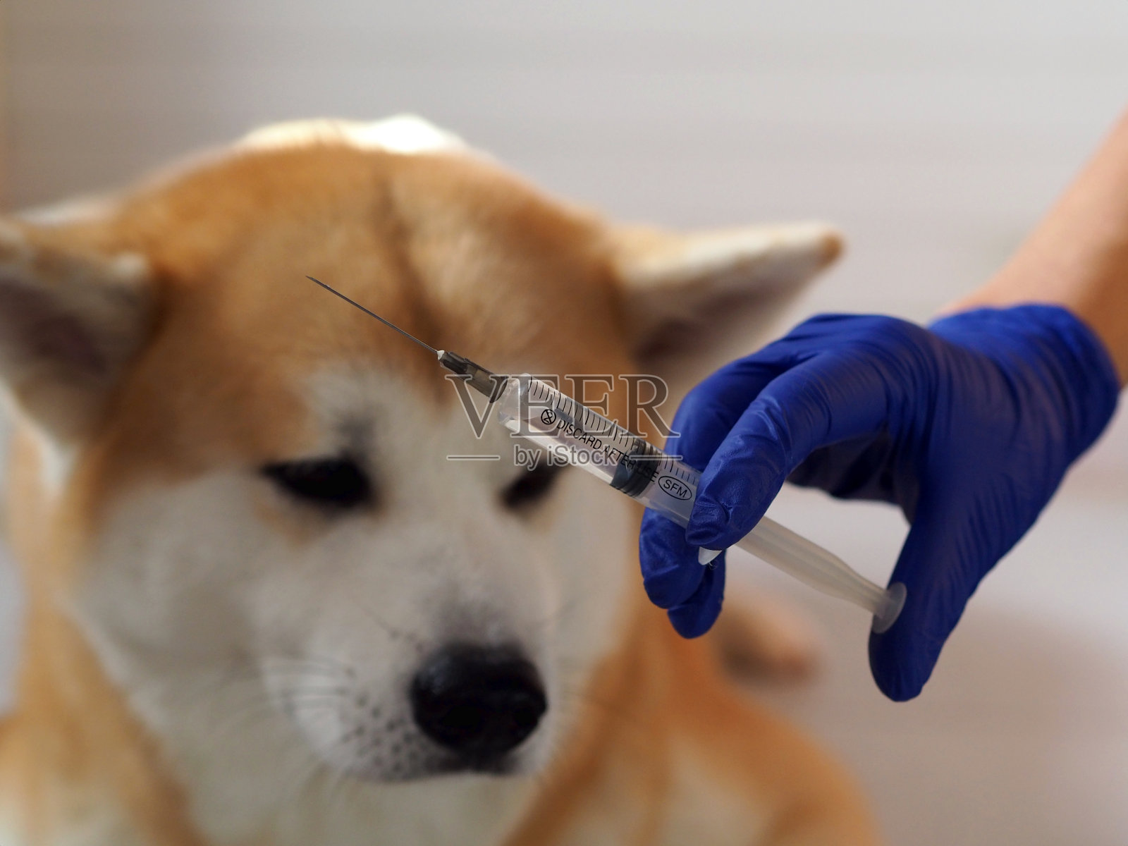 兽医拿着注射疫苗的注射器靠近诊所的大狗。每年注射狂犬病疫苗照片摄影图片