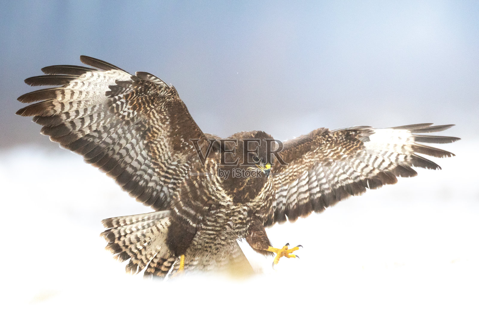 常见的秃鹰在飞扑中，秃鹰在自然栖息地，鹰鸟在地面上，食肉鸟在冬季靠近鸟类照片摄影图片