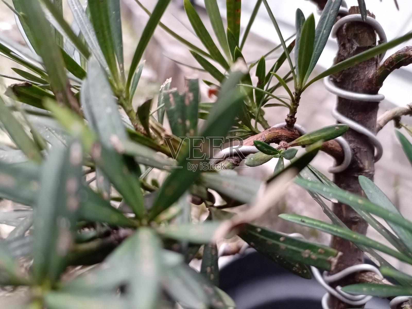 盆景的背景照片摄影图片