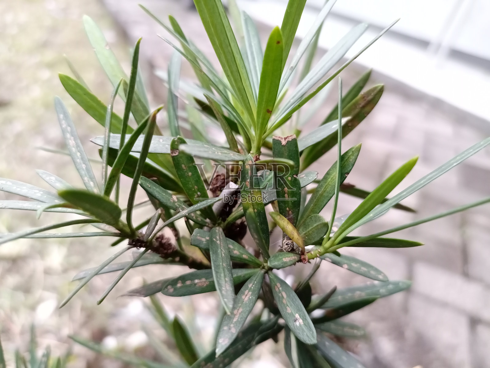 绿色盆景叶子照片摄影图片