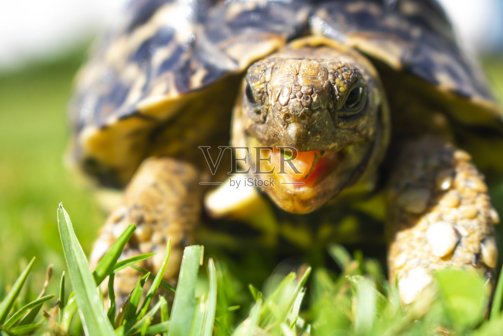 一个可爱的非洲豹龟在绿色的田野里吃三叶草和草特写照片摄影图片