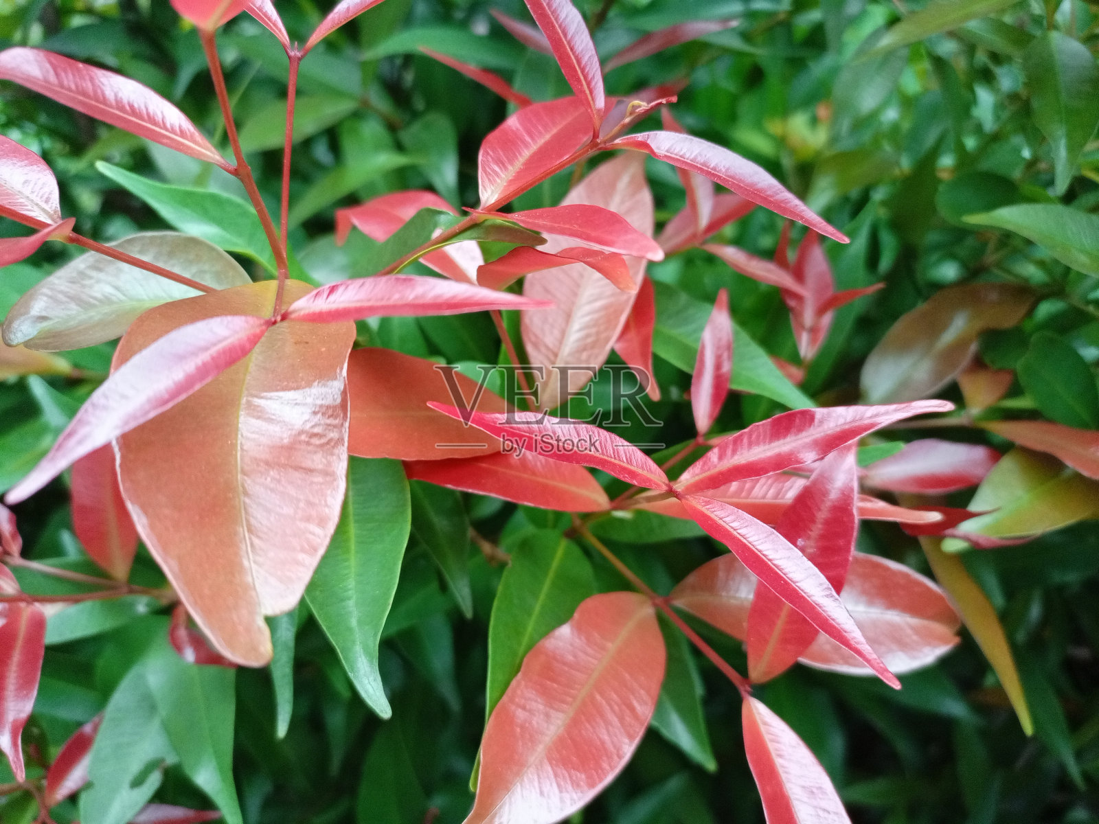 有红色和绿色叶子的树照片摄影图片