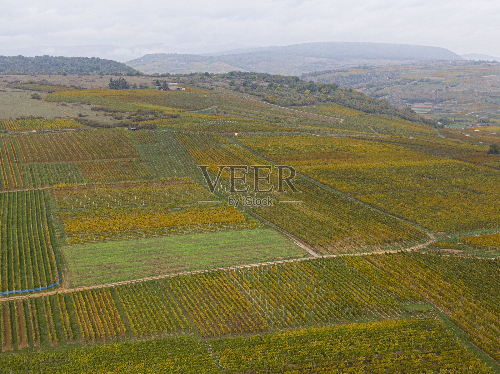 秋天穿过葡萄园的公路鸟瞰图。葡萄藤是橘黄色的秋天的颜色，阿尔萨斯，法国，欧洲照片摄影图片