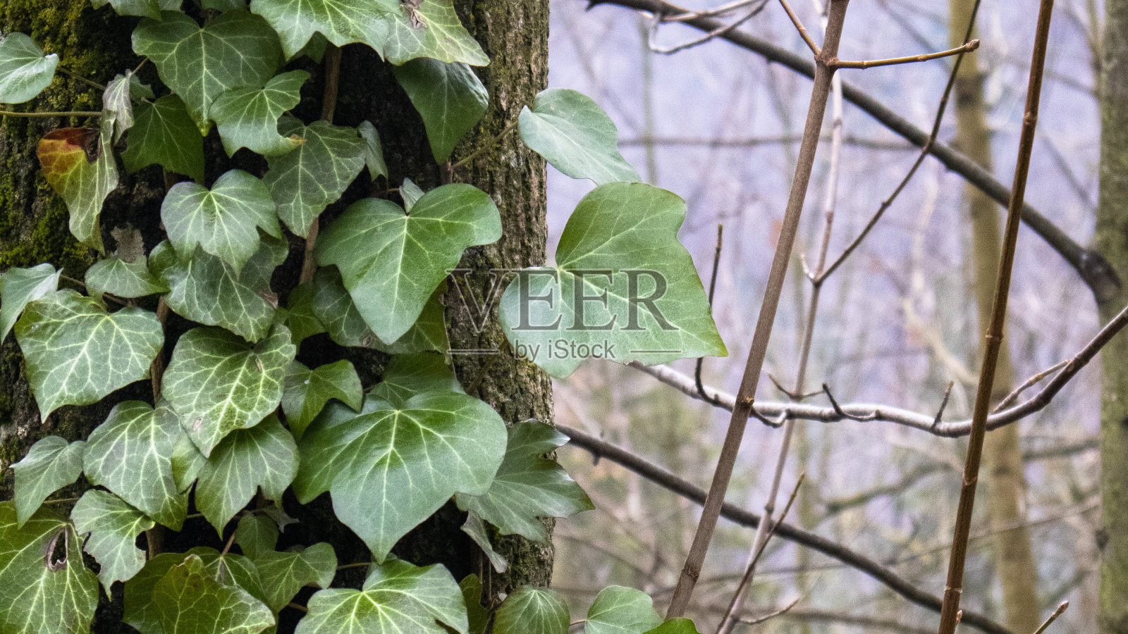 Sinaia,罗马尼亚照片摄影图片