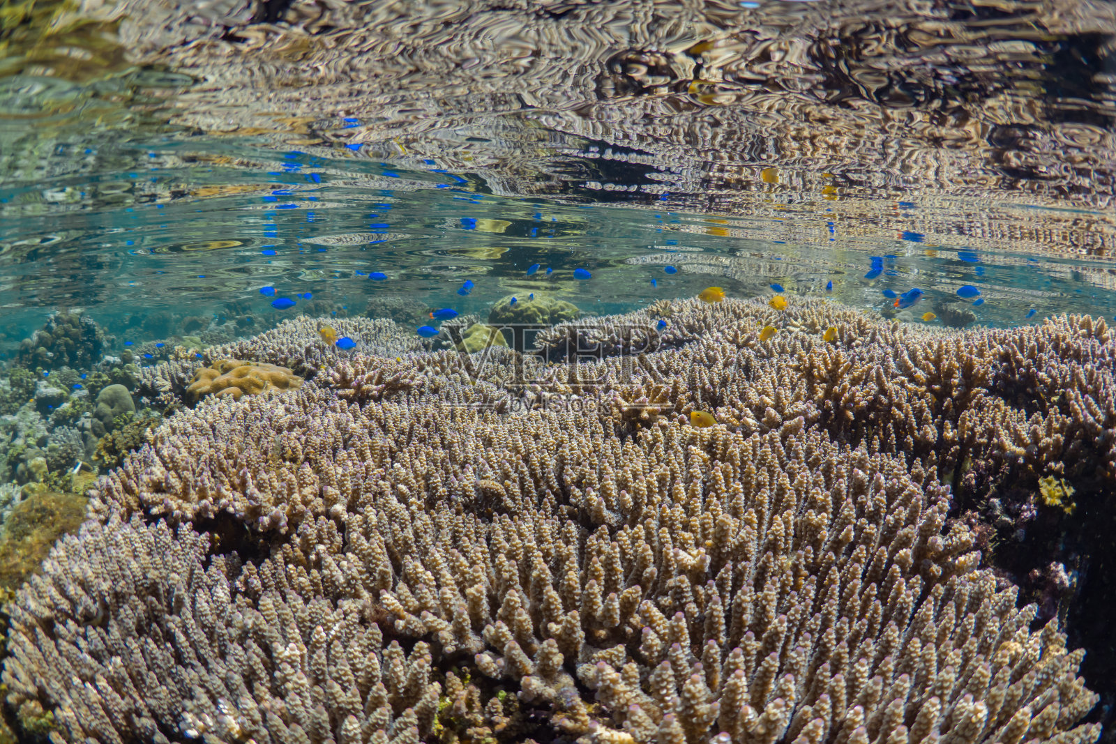 美丽健康的硬珊瑚生长在珊瑚礁上照片摄影图片