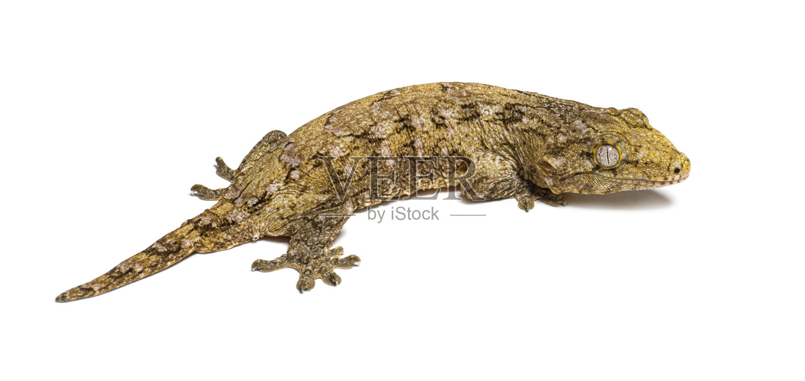 新喀里多尼亚凹凸壁虎后视图，耳纹黑爪虎照片摄影图片