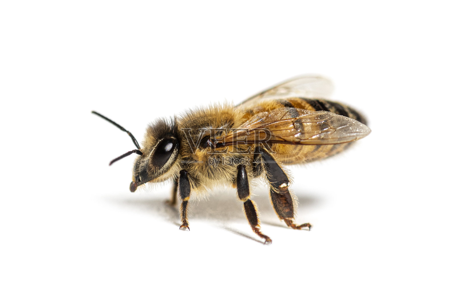 蜜蜂的侧视图，意大利蜜蜂，孤立在白色照片摄影图片