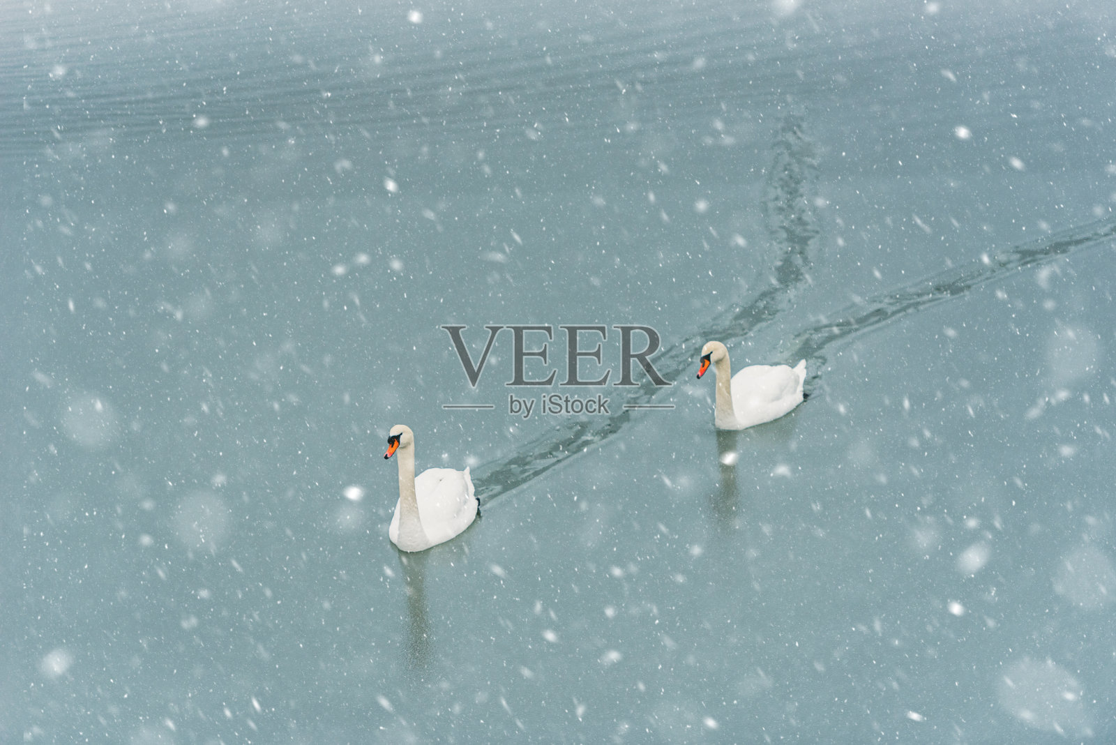 冬湖里的两只白天鹅照片摄影图片