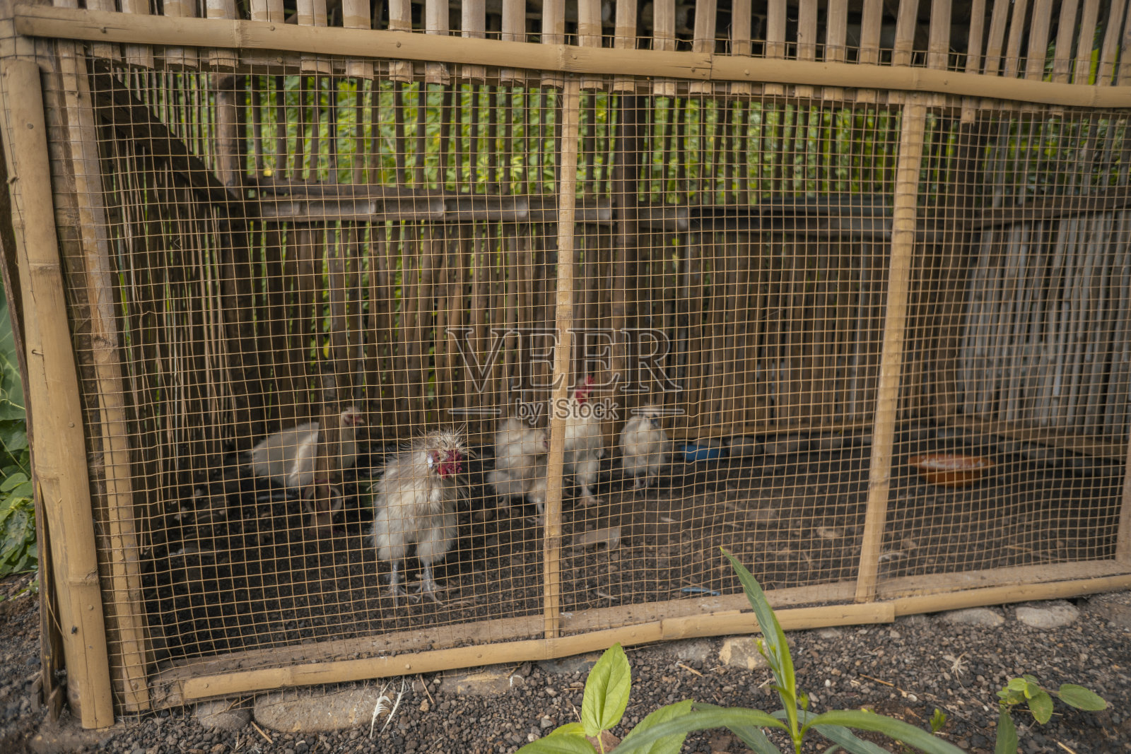 农场的照片，鸡饲料在笼子上。照片摄影图片