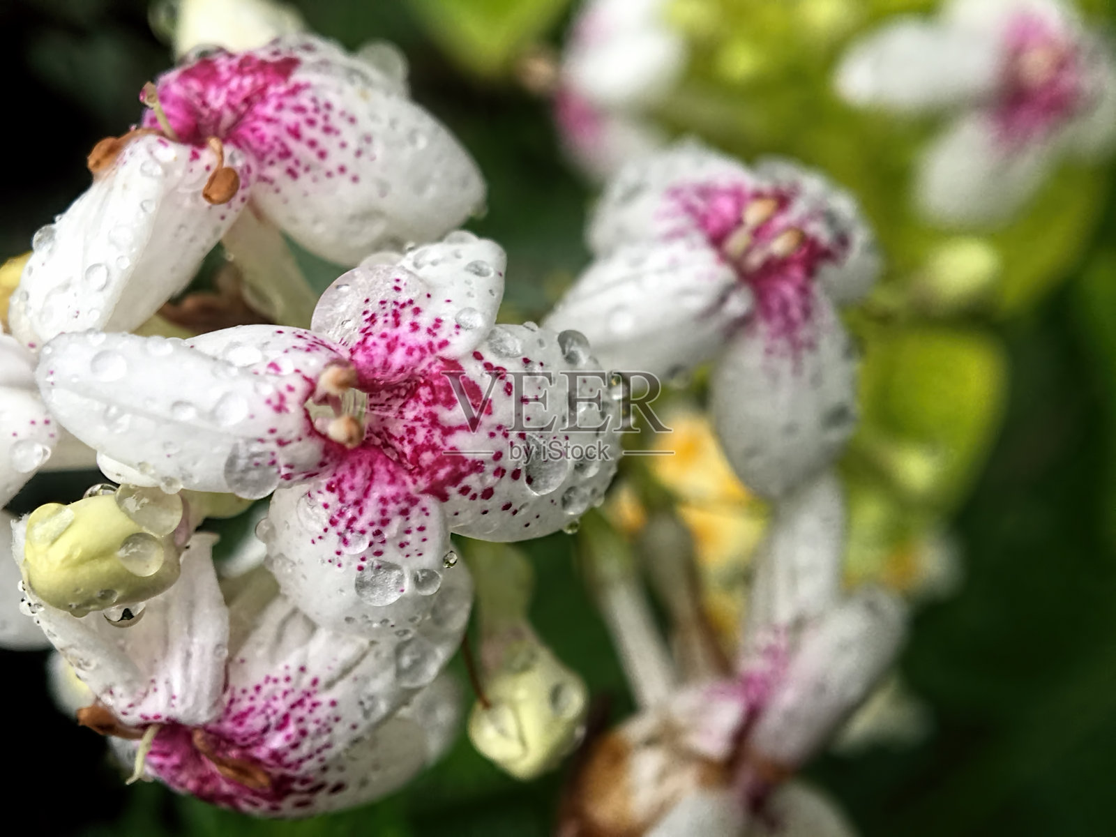 抽象背景的树叶撒着新鲜的雨滴照片摄影图片