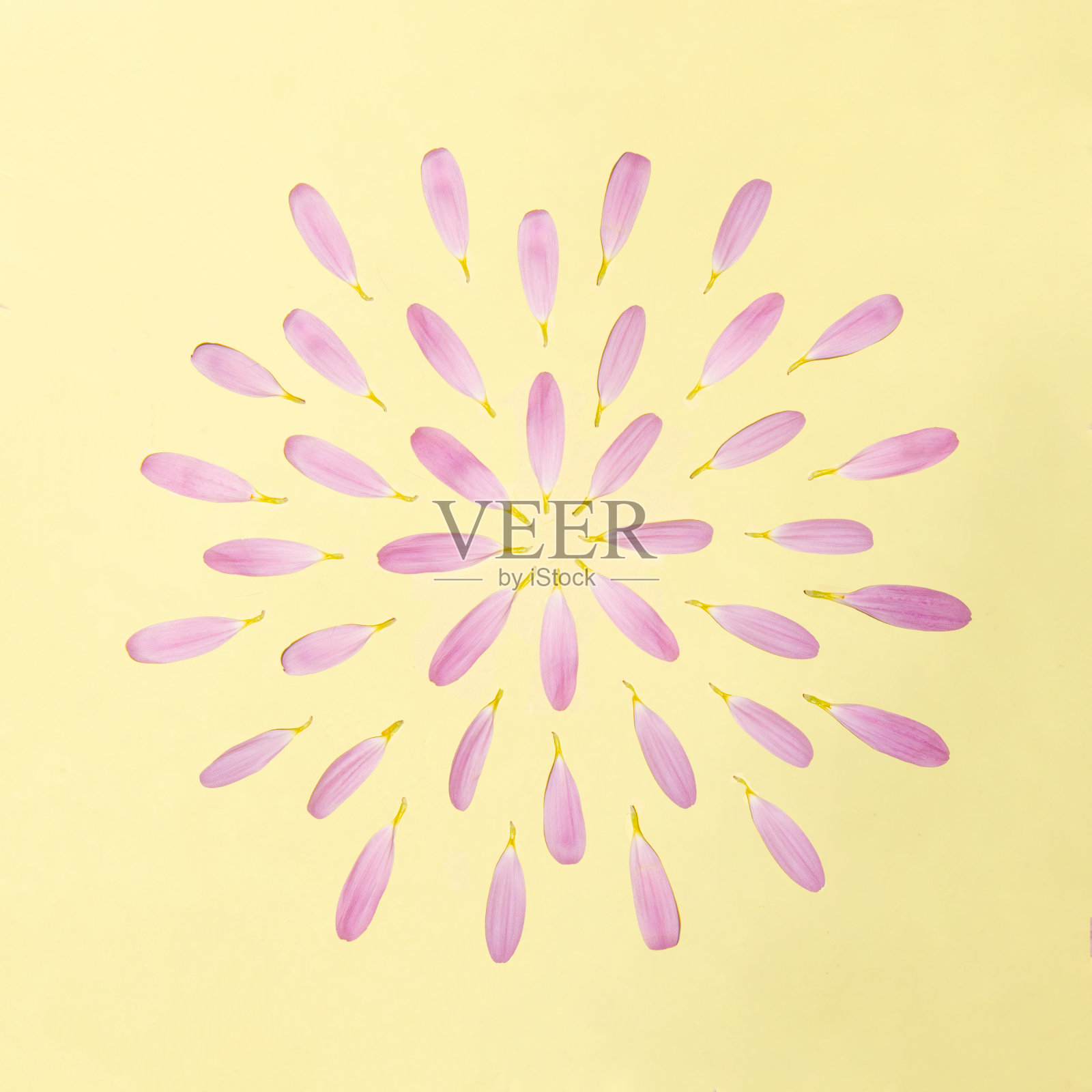 有创意的布局与淡粉色花瓣在黄色背景。简约的花朵和自然的平面布局概念。照片摄影图片