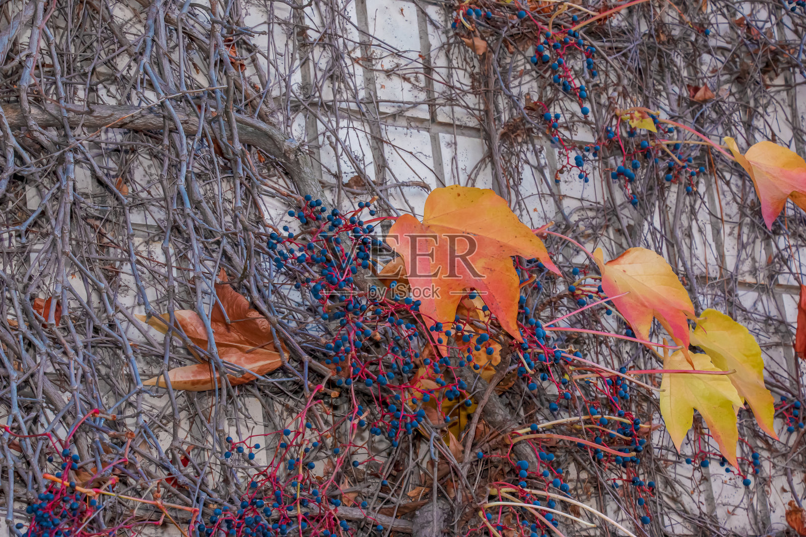 攀缘观赏植物，秋生葡萄鲜红叶。秋天的鲜艳色彩。爬山虎或爬山虎在秋天改变颜色。自然模式照片摄影图片