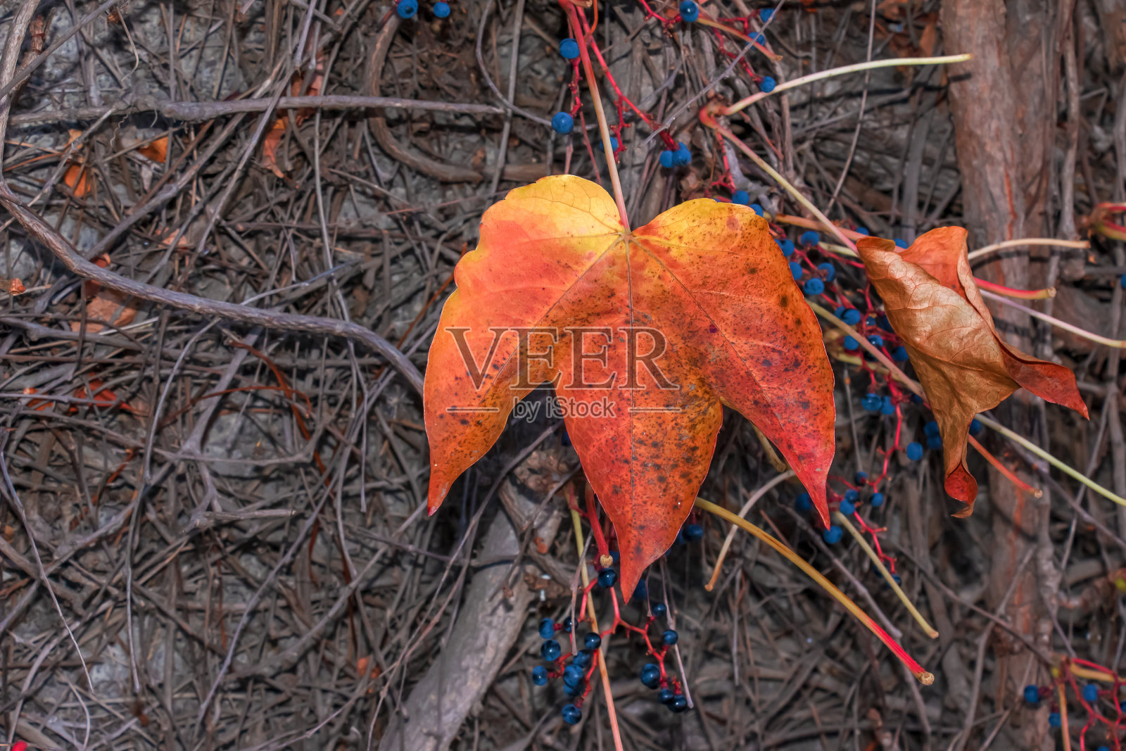 攀缘观赏植物，秋生葡萄鲜红叶。秋天的鲜艳色彩。爬山虎或爬山虎在秋天改变颜色。自然模式照片摄影图片