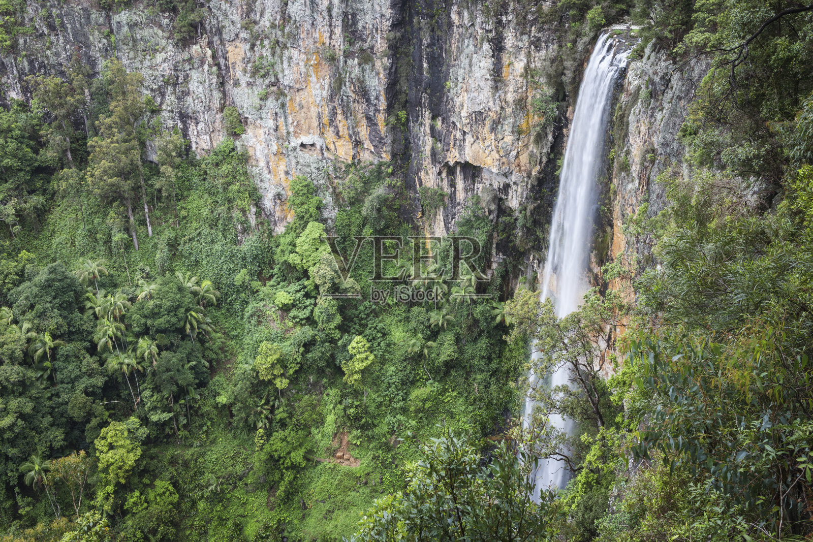 森林中树木的高角度视图照片摄影图片