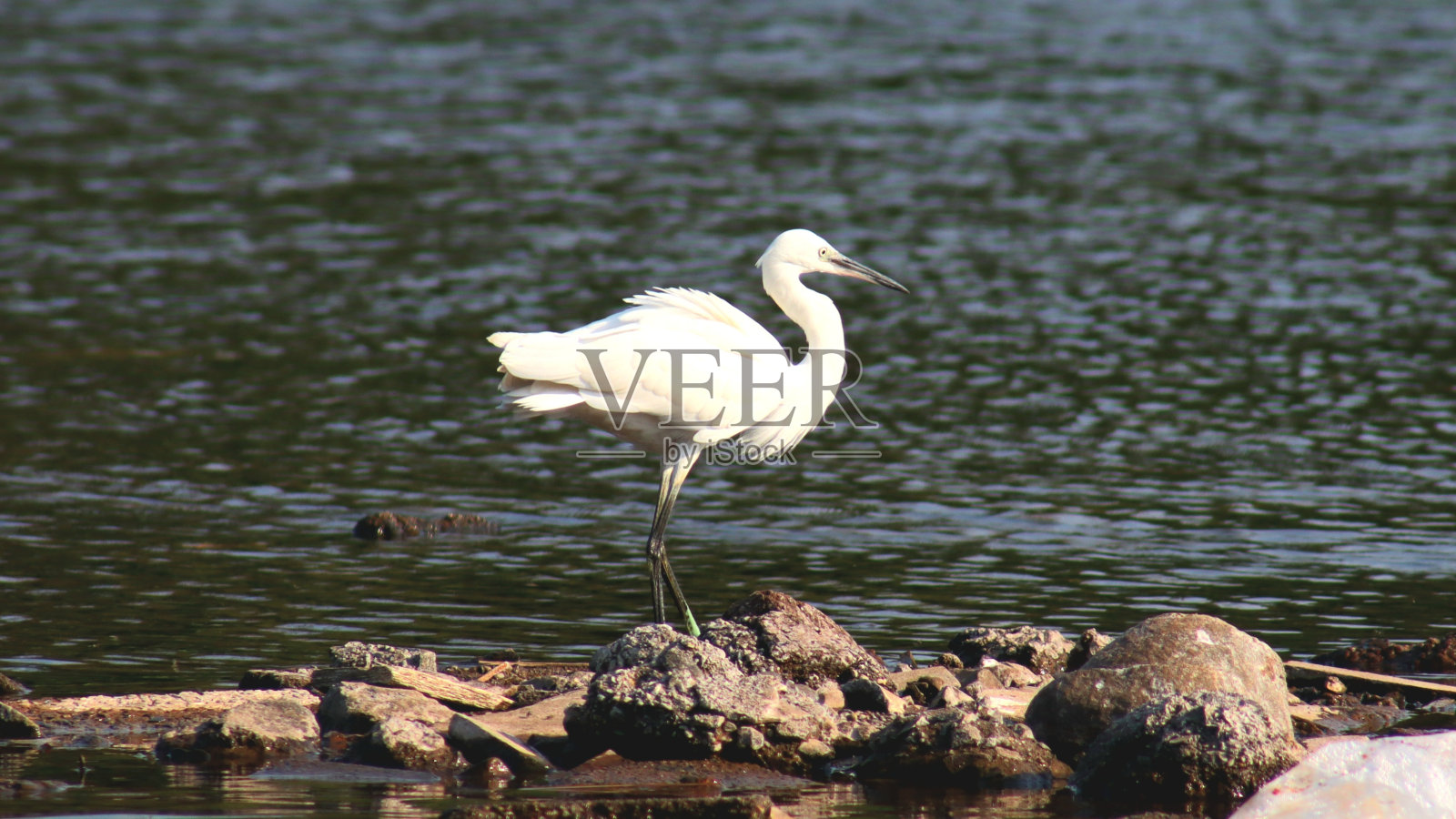 小白鹭照片摄影图片