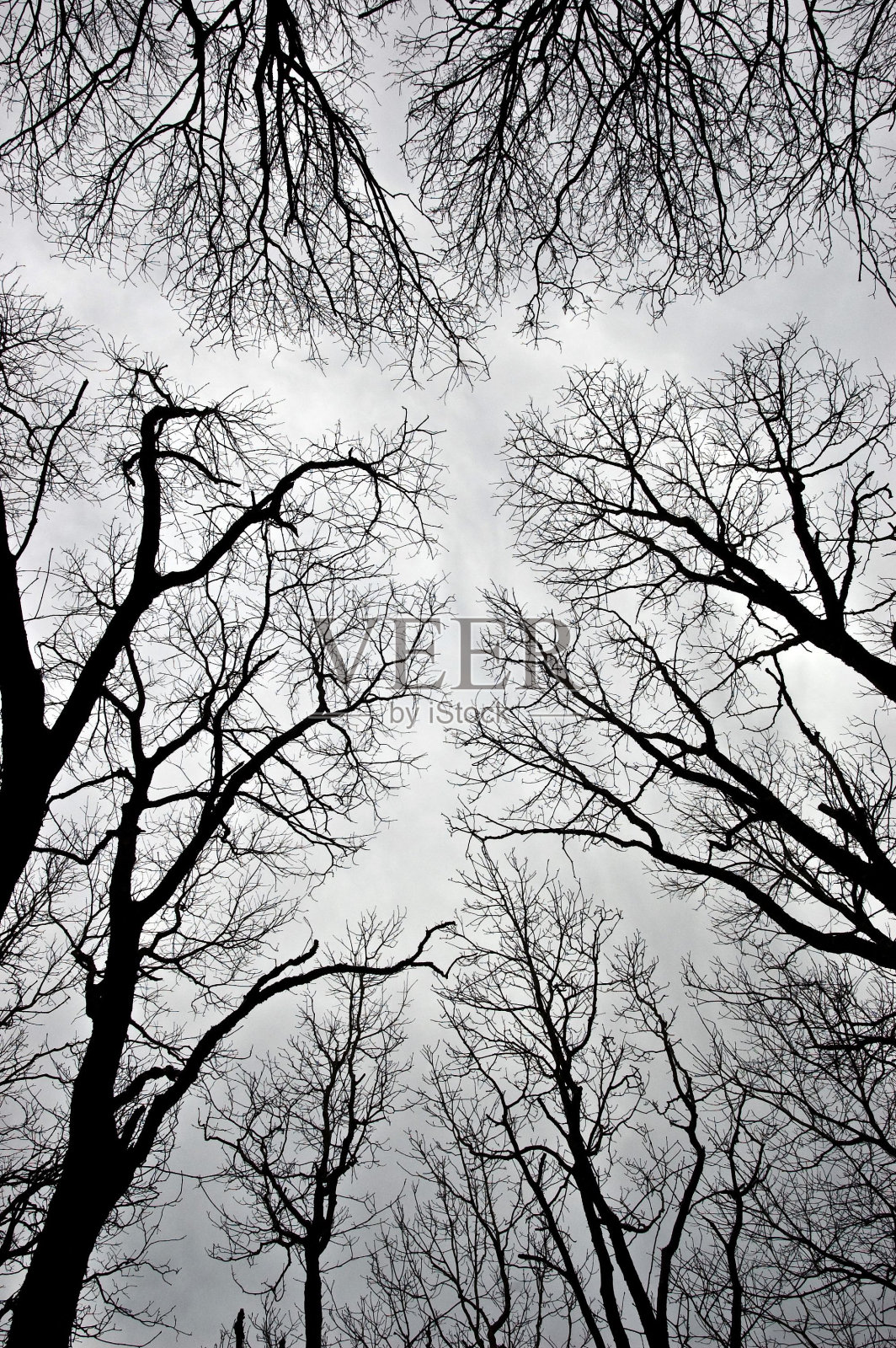 天空下光秃秃的树枝的垂直灰度照片照片摄影图片