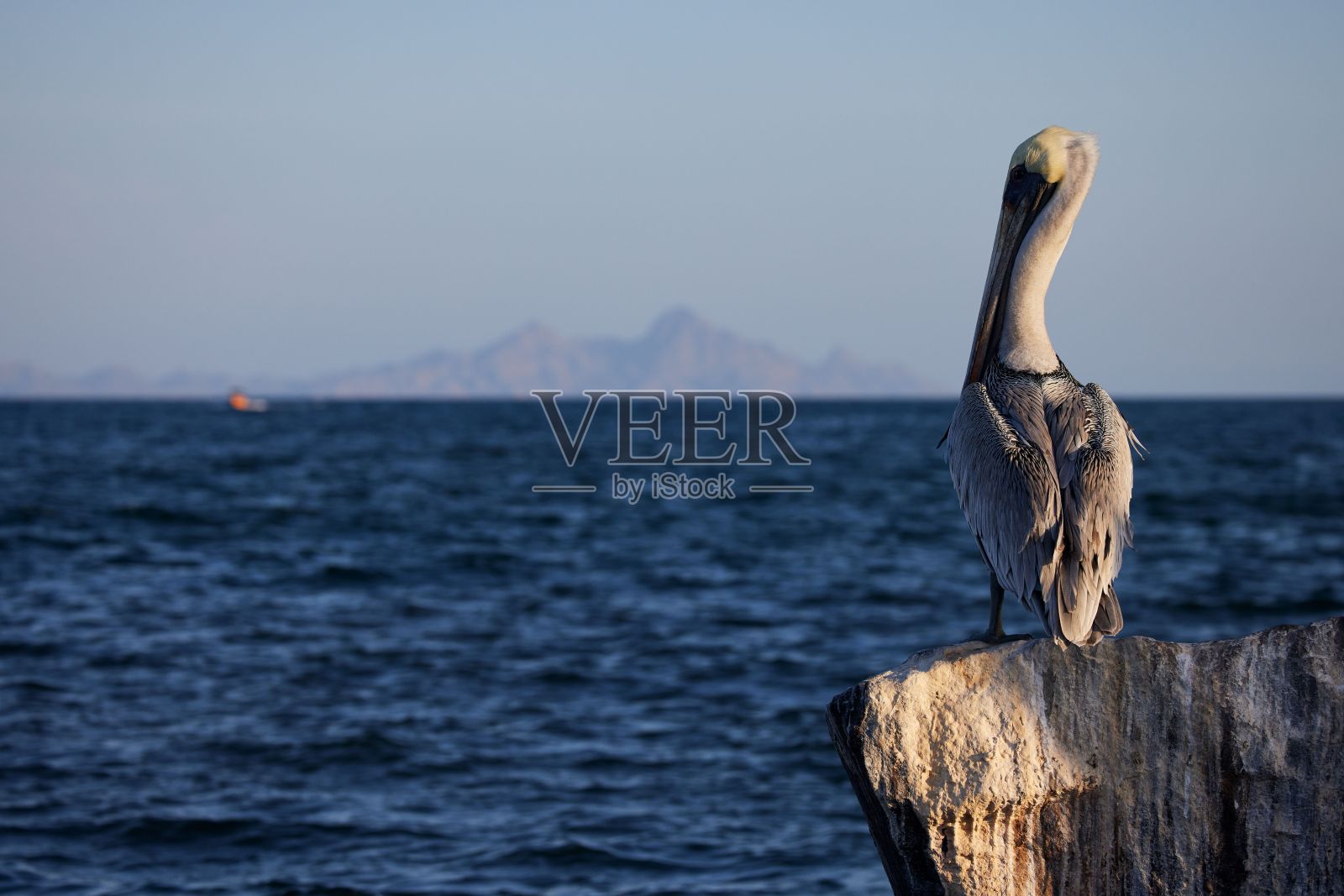 选择性聚焦拍摄的鹈鹕在洛雷托，南下加利福尼亚，墨西哥照片摄影图片