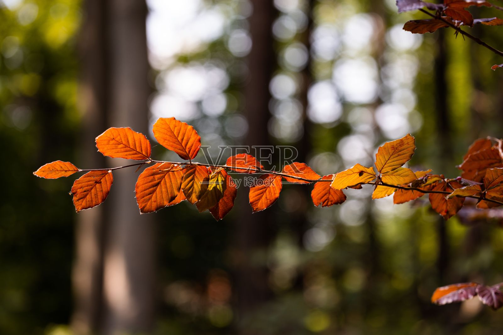 特写可爱的秋天橘叶孤立在一个散景背景照片摄影图片