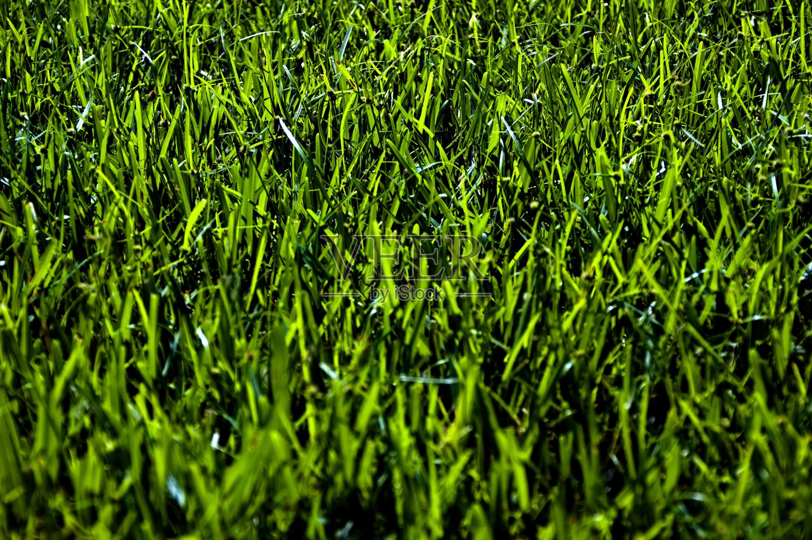 新鲜的绿草在阳光下生长的特写照片摄影图片