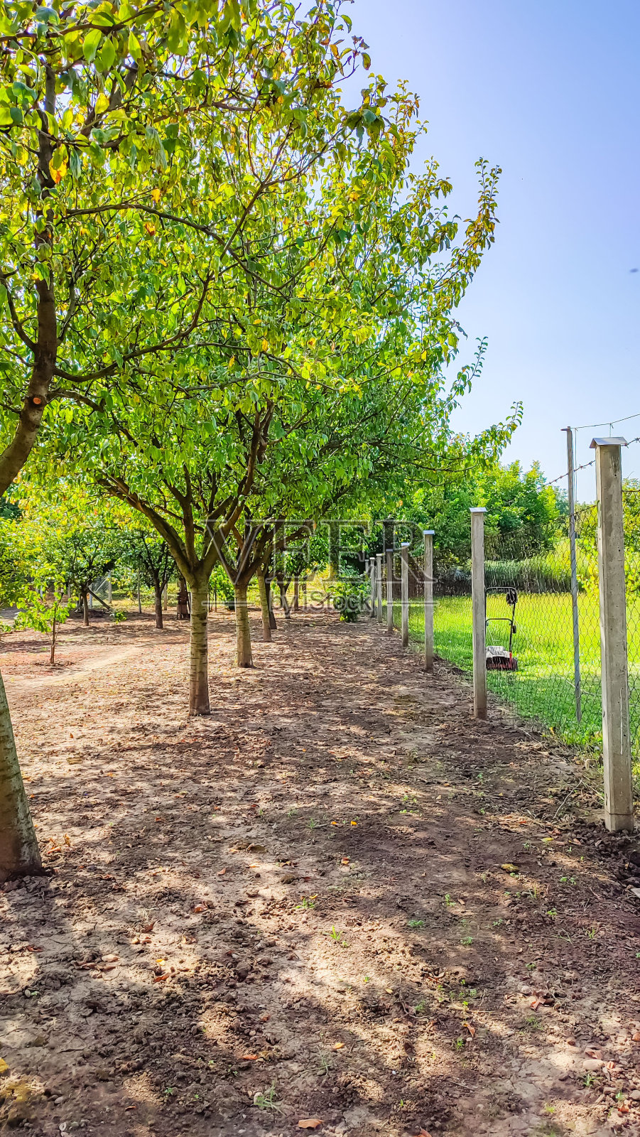 垂直拍摄的树通过金属栅栏屏障照片摄影图片